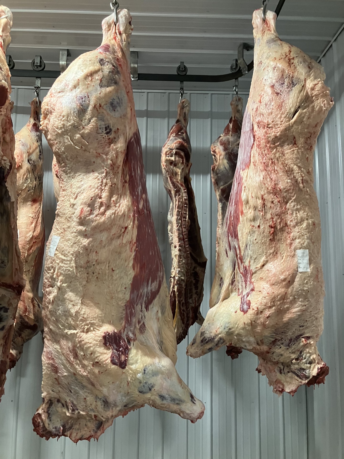 Freezer Beef
