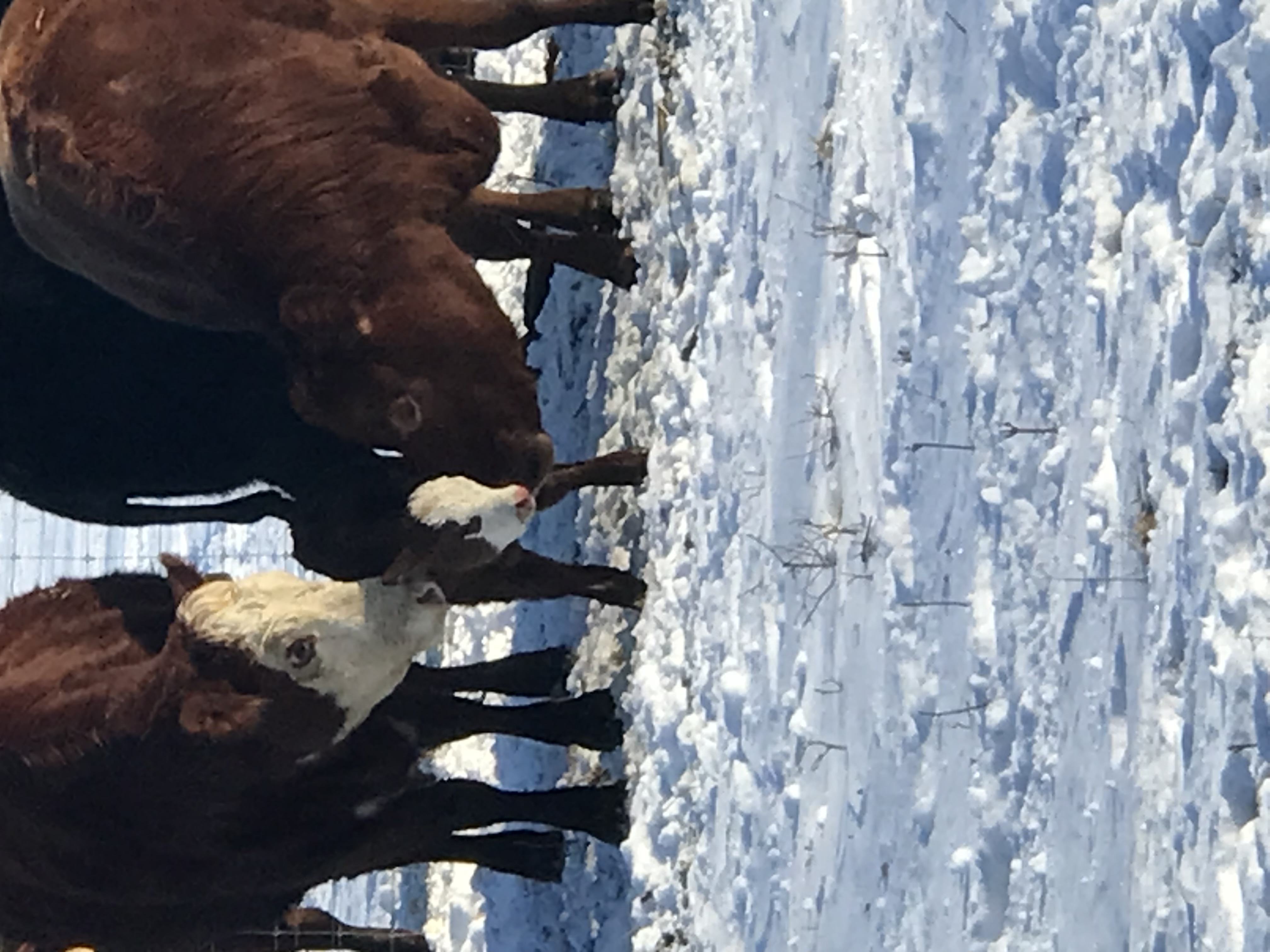 Healthy Cattle