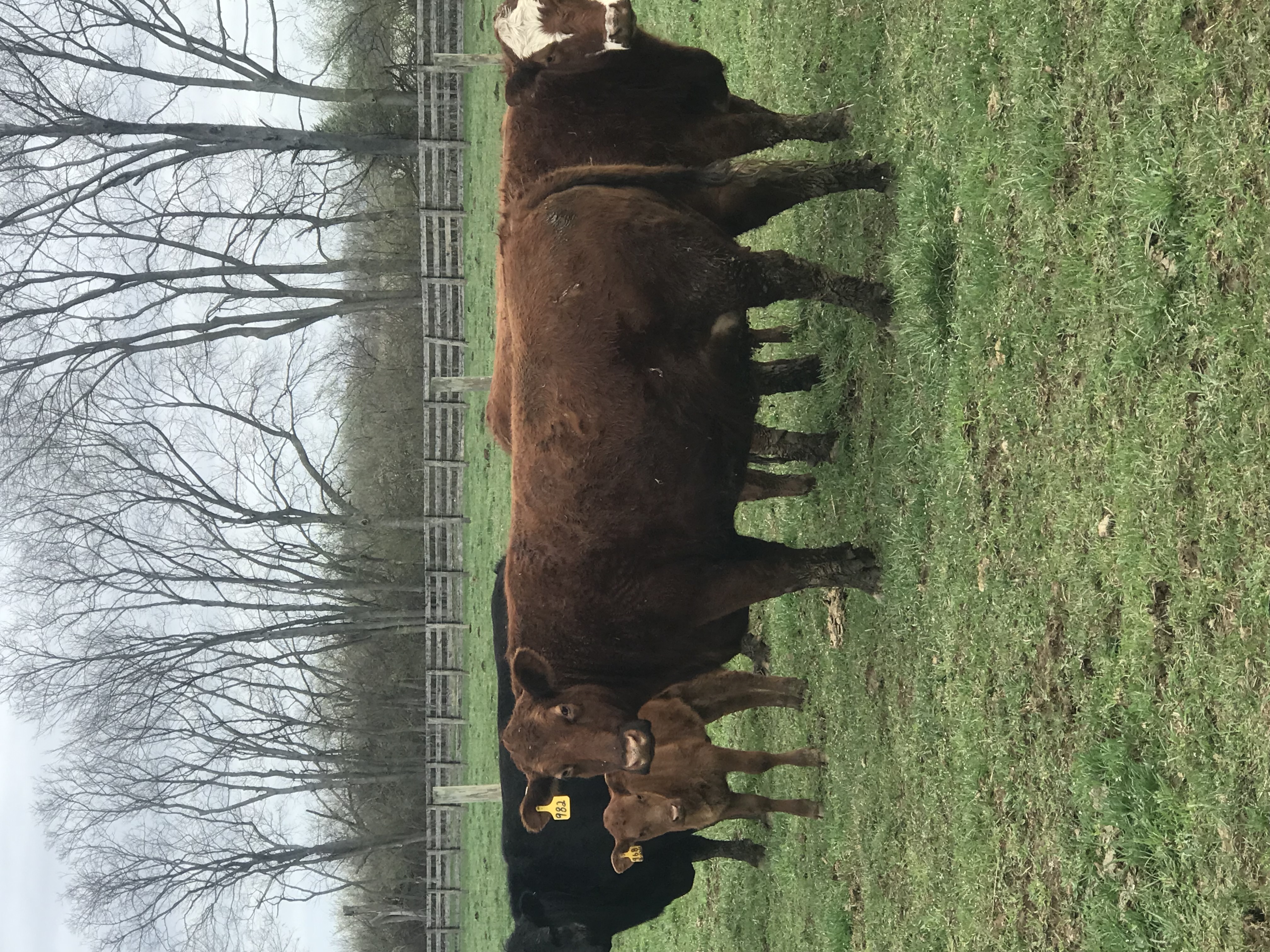 Quality Seedstock